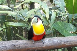 Pontos Turísticos de Foz do Iguaçu - Parque das aves