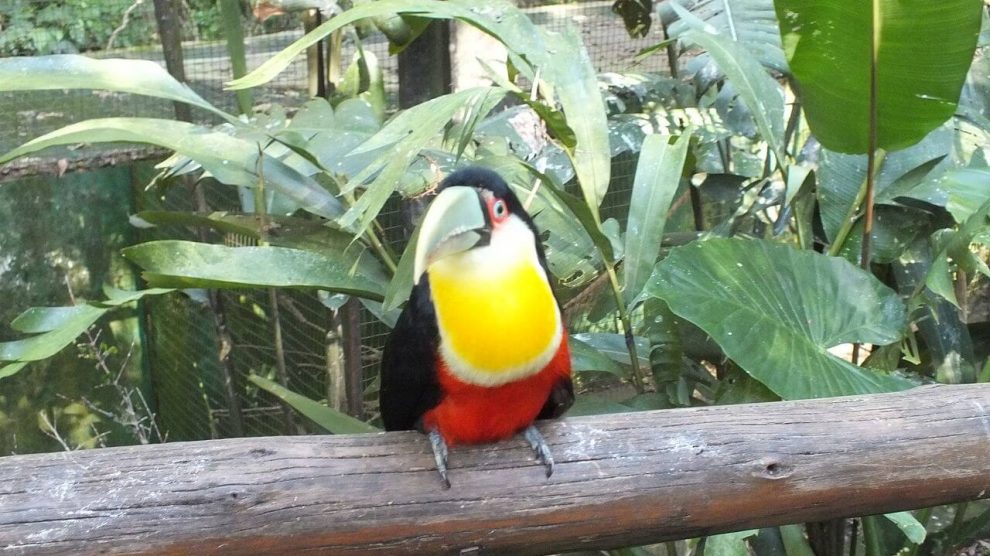 Pontos Turísticos de Foz do Iguaçu - Parque das aves