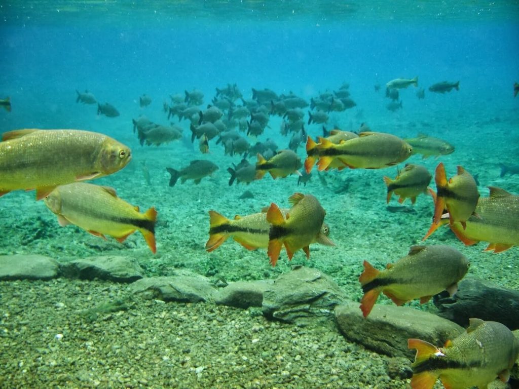 Aquario natural bonito