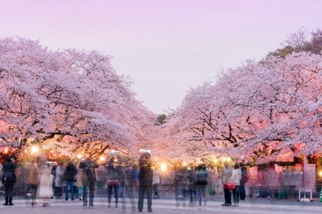Sakura, Tóquio, Japão