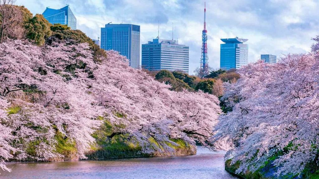 Sakura - cerejeiras em flor