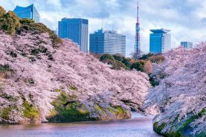 Sakura - cerejeiras em flor