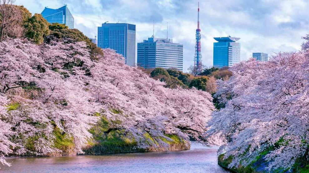 Sakura - cerejeiras em flor