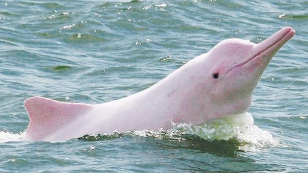 Boto cor de rosa