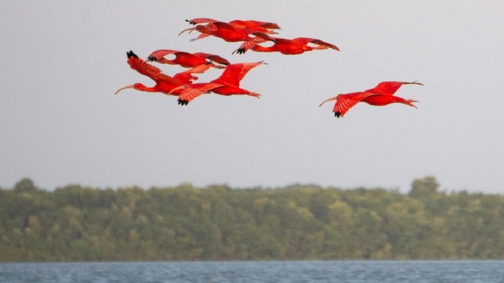 Revoada dos Guarás no Delta do Parnaíba-