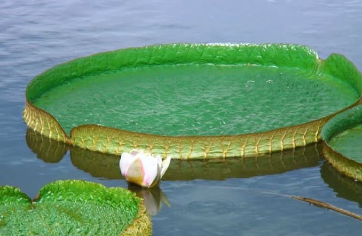 Vitória Régia Amazônia