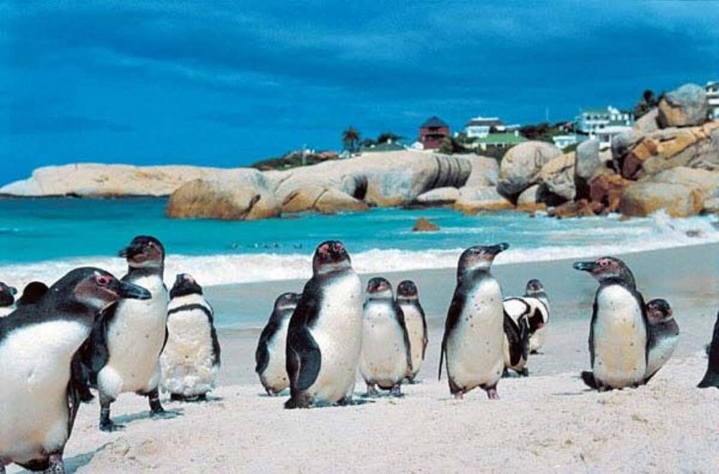 boulders-beach-cidade-do-cabo