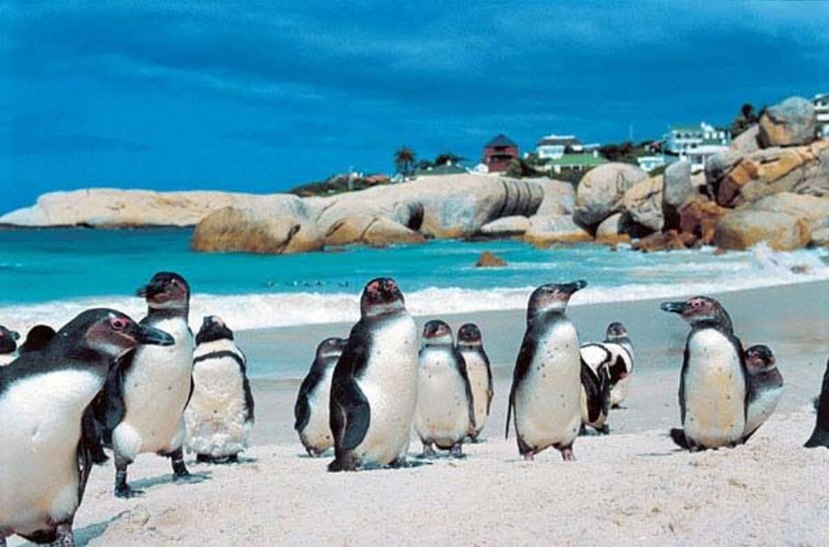 boulders-beach-cidade-do-cabo