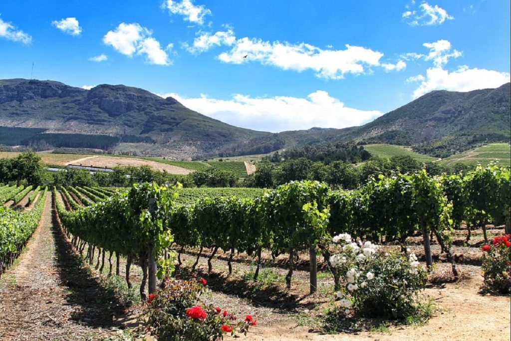 vinehdos-na-cidade-do-cabo