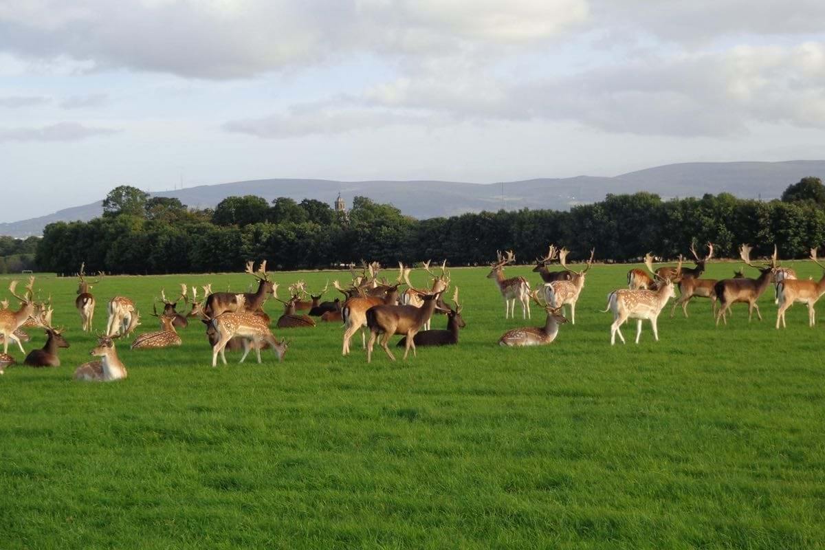 Phoenix Park