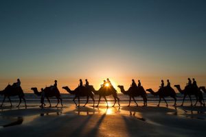Camelo Deserto Marrocos