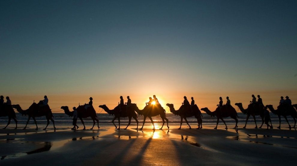Camelo Deserto Marrocos